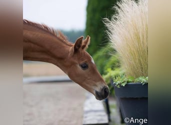 Hanoverian, Gelding, 6 years, 16,1 hh, Chestnut-Red