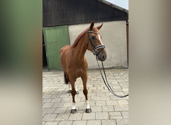 Hanoverian, Gelding, 6 years, 16,1 hh, Chestnut-Red