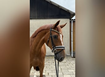 Hanoverian, Gelding, 6 years, 16,1 hh, Chestnut-Red