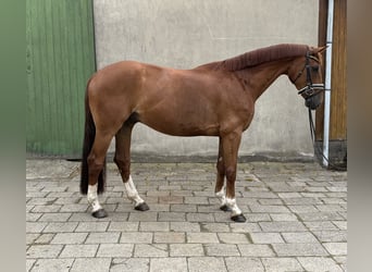 Hanoverian, Gelding, 6 years, 16,1 hh, Chestnut-Red