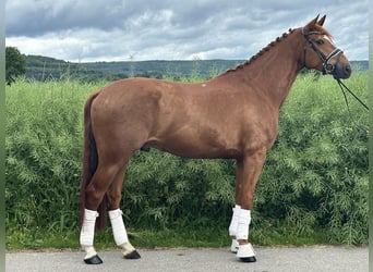 Hanoverian, Gelding, 6 years, 16,1 hh, Chestnut-Red
