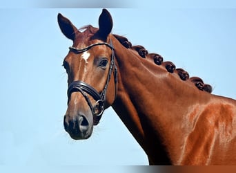 Hanoverian, Gelding, 6 years, 16,1 hh, Chestnut-Red