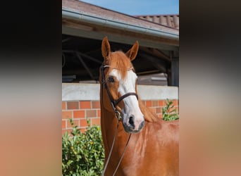Hanoverian, Gelding, 6 years, 16,1 hh, Chestnut-Red