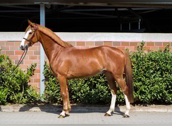 Hanoverian, Gelding, 6 years, 16,1 hh, Chestnut-Red