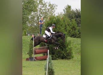Hanoverian, Gelding, 6 years, 16,1 hh, Smoky-Black