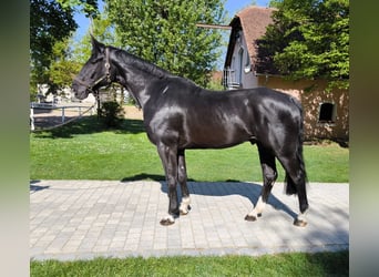 Hanoverian, Gelding, 6 years, 16,2 hh, Black