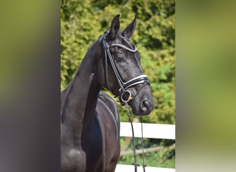 Hanoverian, Gelding, 6 years, 16,2 hh, Black