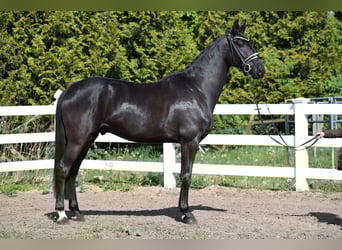 Hanoverian, Gelding, 6 years, 16,2 hh, Black