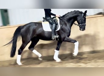 Hanoverian, Gelding, 6 years, 16,2 hh, Black