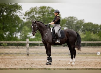 Hanoverian, Gelding, 6 years, 16,2 hh, Black Hanoverian, Gelding, 6 years, 16,2 hh, Black