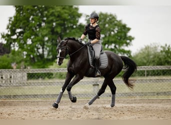 Hanoverian, Gelding, 6 years, 16,2 hh, Black Hanoverian, Gelding, 6 years, 16,2 hh, Black