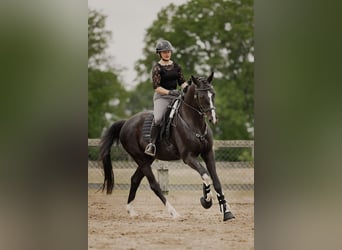 Hanoverian, Gelding, 6 years, 16,2 hh, Black Hanoverian, Gelding, 6 years, 16,2 hh, Black
