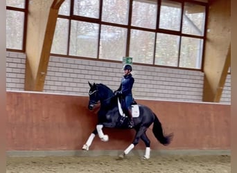Hanoverian, Gelding, 6 years, 16,2 hh, Black