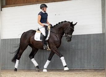 Hanoverian, Gelding, 6 years, 16,2 hh, Black