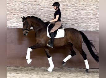 Hanoverian, Gelding, 6 years, 16,2 hh, Brown
