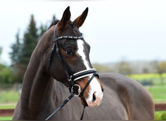 Hanoverian, Gelding, 6 years, 16,2 hh, Brown