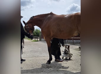 Hanoverian, Gelding, 6 years, 16,2 hh, Brown