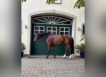 Hanoverian, Gelding, 6 years, 16,2 hh, Brown