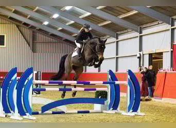 Hanoverian, Gelding, 6 years, 16,2 hh, Brown