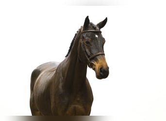Hanoverian, Gelding, 6 years, 16,2 hh, Brown