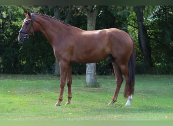 Hanoverian, Gelding, 6 years, 16,2 hh, Chestnut-Red