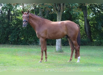 Hanoverian, Gelding, 6 years, 16,2 hh, Chestnut-Red