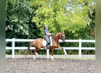 Hanoverian, Gelding, 6 years, 16,2 hh, Chestnut-Red