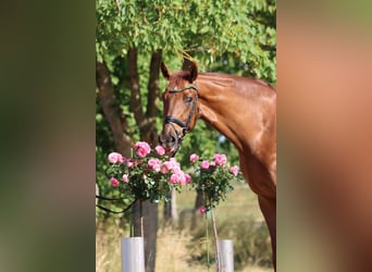 Hanoverian, Gelding, 6 years, 16,2 hh, Chestnut-Red
