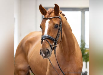 Hanoverian, Gelding, 6 years, 16,2 hh, Chestnut-Red