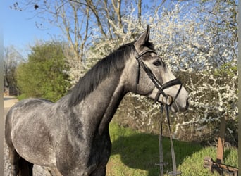 Hanoverian, Gelding, 6 years, 16,2 hh, Grey