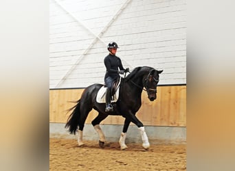 Hanoverian, Gelding, 6 years, 16,2 hh, Smoky-Black