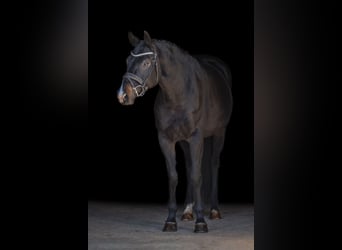 Hanoverian, Gelding, 6 years, 16,2 hh, Smoky-Black