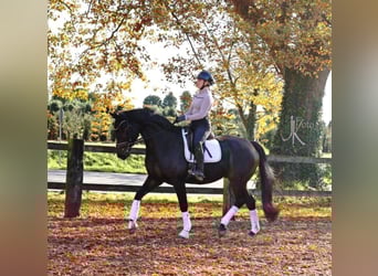 Hanoverian, Gelding, 6 years, 16,2 hh, Smoky-Black