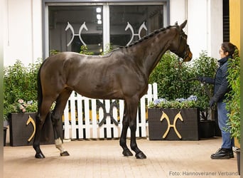 Hanoverian, Gelding, 6 years, 16,3 hh, Brown