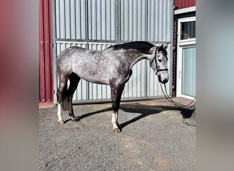 Hanoverian, Gelding, 6 years, 16,3 hh, Gray