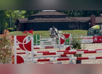 Hanoverian, Gelding, 6 years, 16,3 hh, Gray