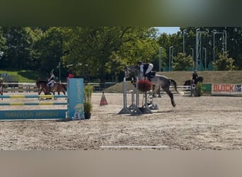Hanoverian, Gelding, 6 years, 16,3 hh, Gray