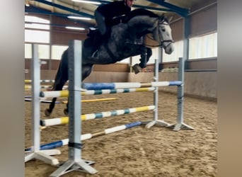 Hanoverian, Gelding, 6 years, 16,3 hh, Grey