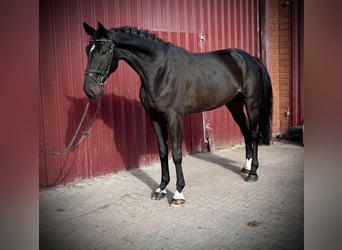 Hanoverian, Gelding, 6 years, 17,1 hh, Bay-Dark