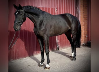 Hanoverian, Gelding, 6 years, 17,1 hh, Bay-Dark