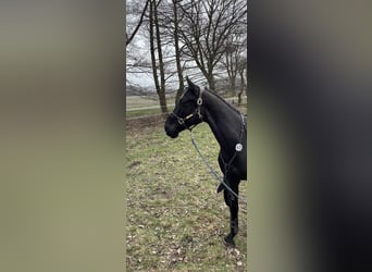 Hanoverian, Gelding, 6 years, 17.1 hh, Black