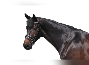 Hanoverian, Gelding, 6 years, 17,1 hh, Brown