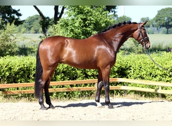 Hanoverian, Gelding, 6 years, 17.1 hh, Brown