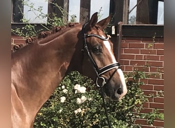 Hanoverian, Gelding, 6 years, 17,1 hh, Chestnut-Red