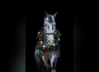 Hanoverian, Gelding, 6 years, 17.1 hh, Grey-Dark-Tan