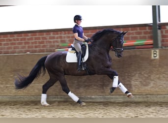 Hanoverian, Gelding, 6 years, 17,1 hh, Smoky-Black