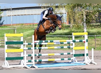 Hanoverian, Gelding, 6 years, 17.2 hh, Brown