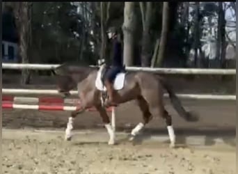 Hanoverian, Gelding, 6 years, 17 hh, Bay-Dark