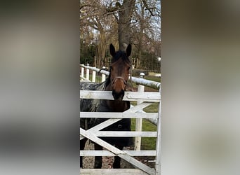 Hanoverian, Gelding, 6 years, 17 hh, Bay-Dark