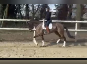 Hanoverian, Gelding, 6 years, 17 hh, Bay-Dark